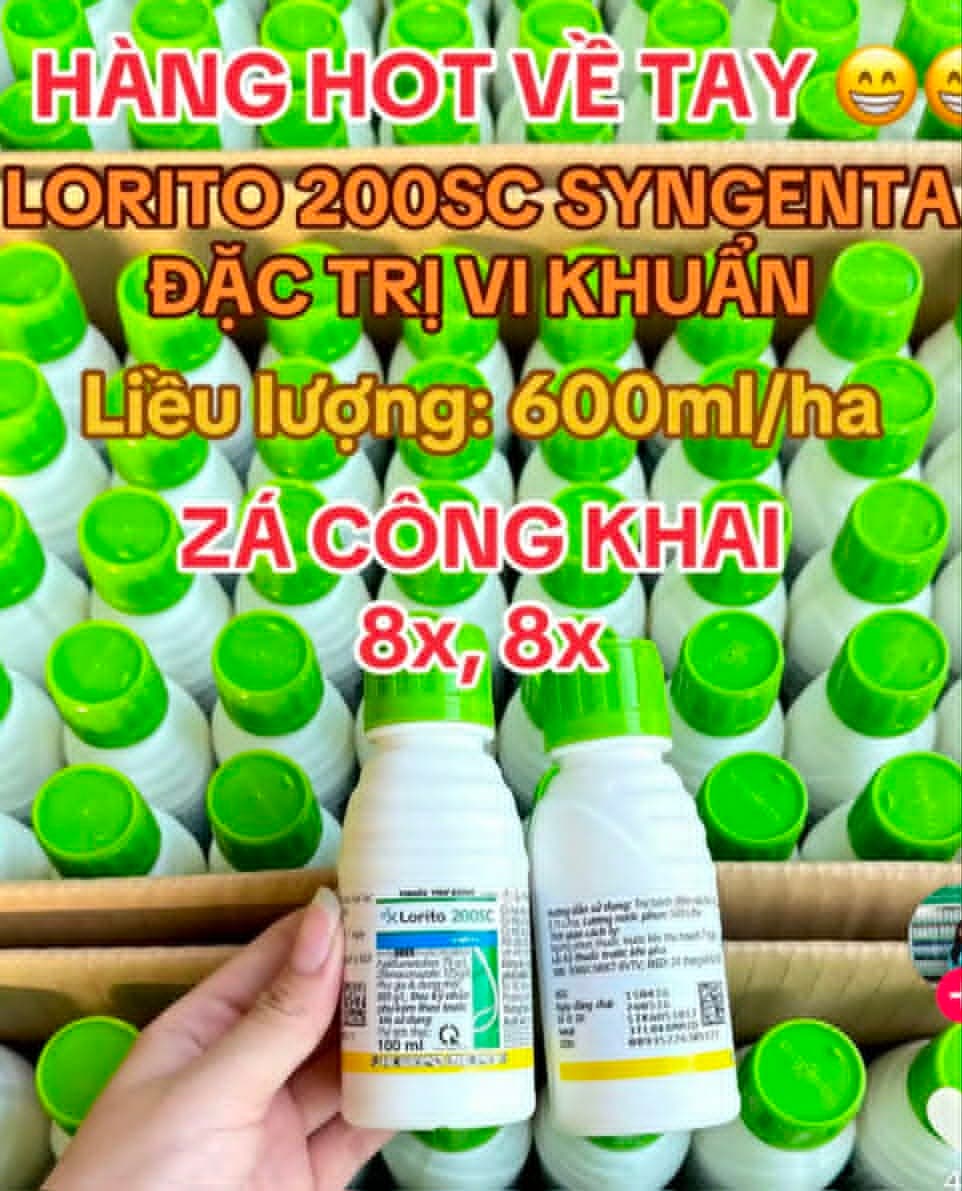 Hoạt tính vi khuẩn của Lorito 200SC có liên quan thế nào đến cháy bìa lá và lép vàng vi khuẩn trên lúa?