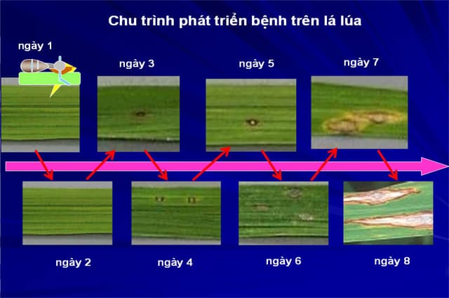 Toàn Cảnh Thuốc Trừ Đạo Ôn Hại Lúa Tại Việt Nam