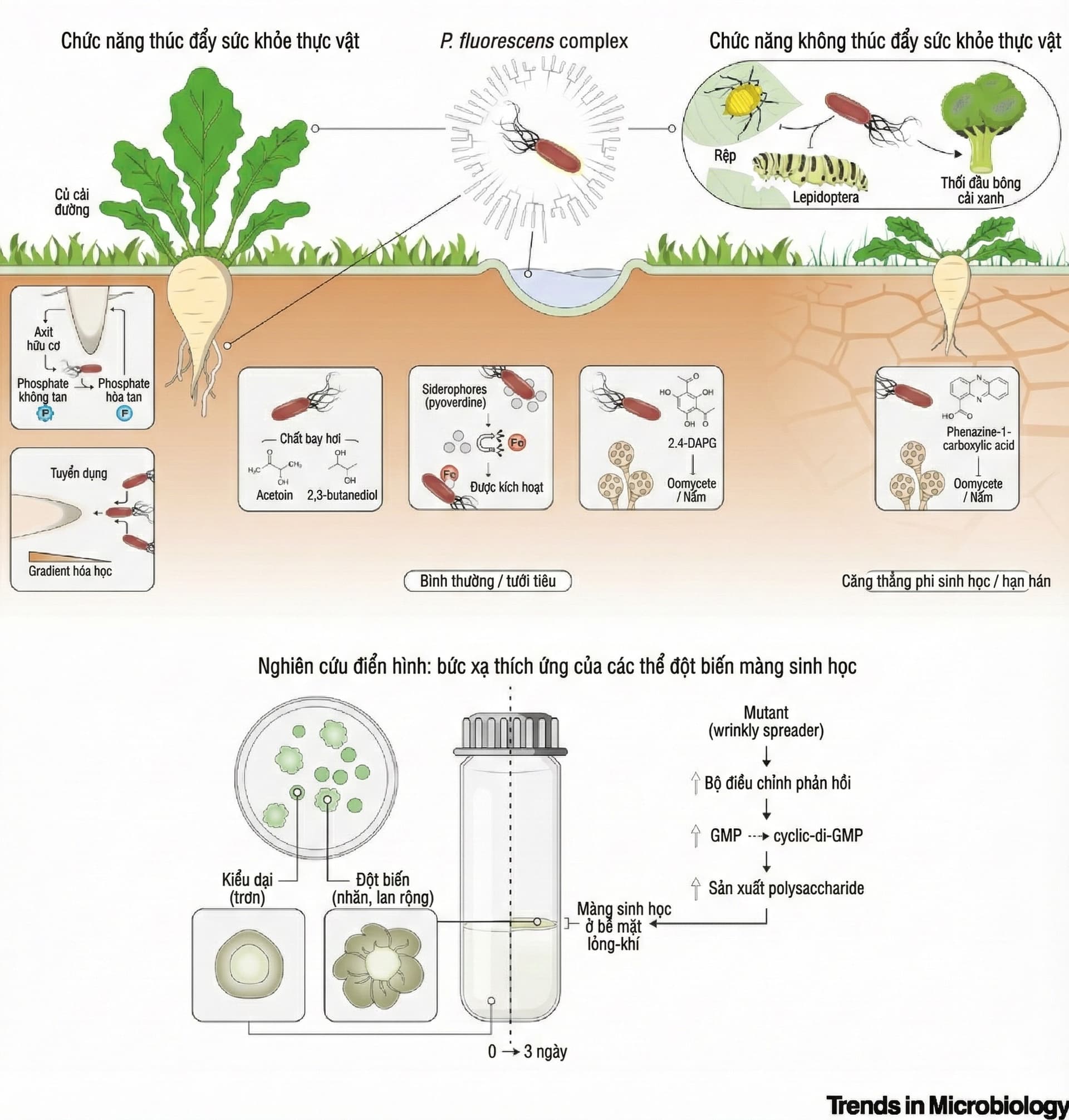 Xu Hướng Trị Đạo Ôn Bằng Thuốc Sinh Học - Case Điển Hình Từ Hoạt Chất Pseudomonas fluorescens