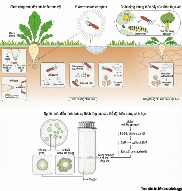 Xu Hướng Trị Đạo Ôn Bằng Thuốc Sinh Học - Case Điển Hình Từ Hoạt Chất Pseudomonas fluorescens