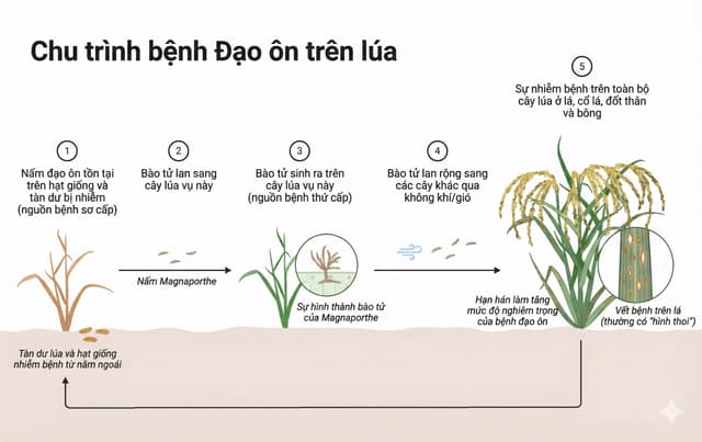 Equation 52.5WG Của Corteva Có Gì Đặc Biệt Trên Đạo Ôn Lúa?