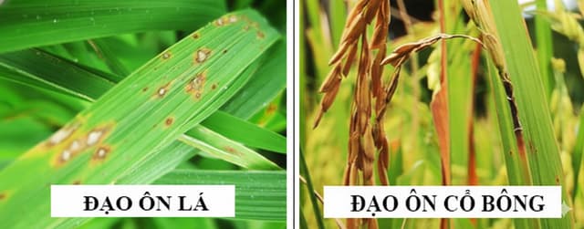 Đạo Ôn Và Những Lầm Tưởng Tai Hại Về Xài Thuốc Sai Giai Đoạn, Khi Phòng Lại Phun Thuốc Trị Mạnh Và Ngược Lại, Khổ Lắm, Nói Mãi