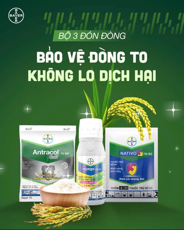 Giải Pháp Phòng Trị Đạo Ôn Kèm Diệt Sâu Cuốn Lá, Sâu Đục Thân  Ở Cữ Đón Đòng Của Bayer: Antracol 70WP + Nativo 750WG + Vayego 200SC