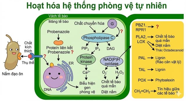 Tổng Hợp Các Hoạt Chất ĐƠN Và PHỐI MỚI Chuyên Trị Đạo Ôn Lúa Và Xu Hướng Hoạt Chất Mới Trên Thế Giới